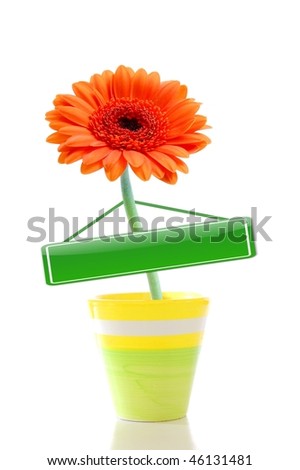 flower in pot with copyspace for your text message