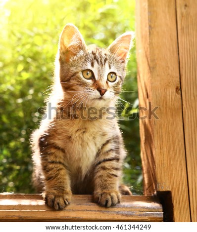 little striped gray kitten on the summer plants background outdoor portrait