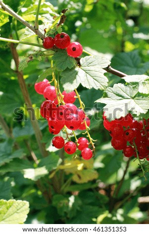 Bush of ripe red currants with dew drops green and red berries background close up view selective focus vertical picture