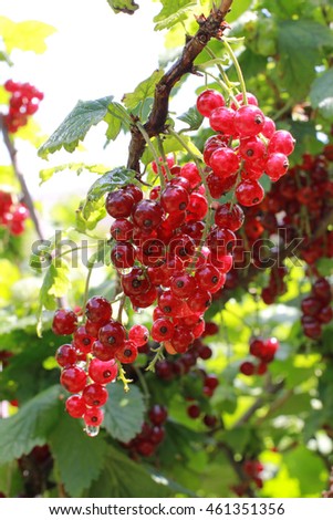 Bush of ripe red currants with dew drops green and red berries background close up view selective focus vertical picture