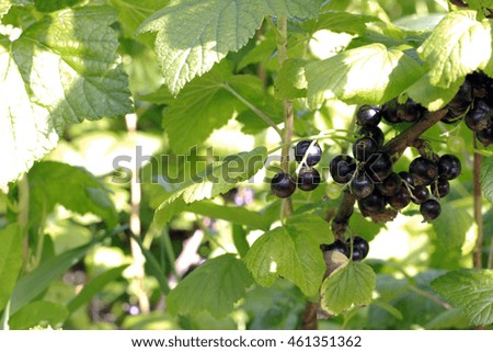 Bunch of ripe black currants green foliage dew drops close up view selective focus horizontal picture