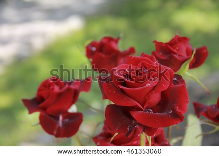 Beautiful fresh roses bright red color with dew drops in the garden close up selective focus blurred background
