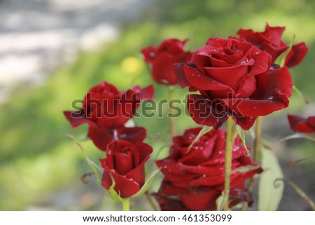 Beautiful fresh roses bright red color with dew drops in the garden close up selective focus blurred background
