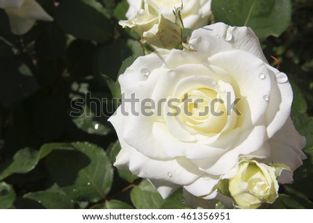 Beautiful fresh roses white color with dew drops in the garden close up selective focus blurred background, greeting card
