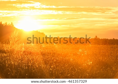 Sunset in Rural Area over the Wheat Field. Late Evening photo Shoot with Shallow Depth Of field. 
