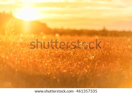 Sunset in Rural Area over the Wheat Field. Late Evening photo Shoot with Shallow Depth Of field. 
