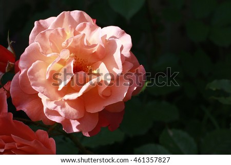 Beautiful fresh roses light salmon color in the garden close up selective focus blurred background, greeting card