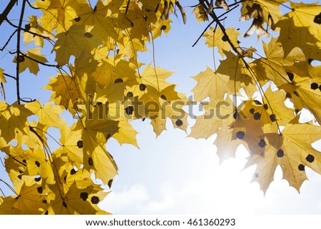 Yellowed trees and nature in the autumn of the year