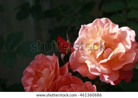 Beautiful fresh rose flowers light salmon color in the garden close up selective focus blurred background, greeting card