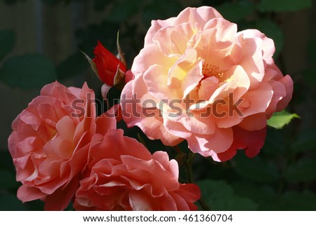 Beautiful fresh rose flowers light salmon color in the garden close up selective focus blurred background, greeting card