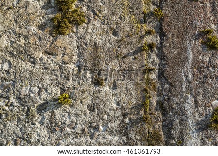 old concrete wall with moss