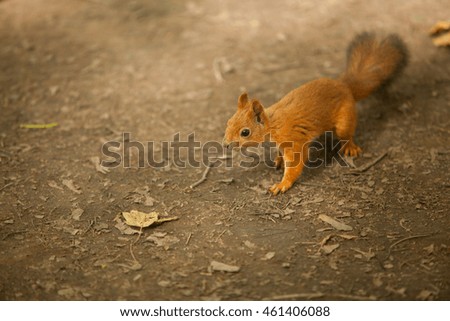 red squirrel sitting in wild