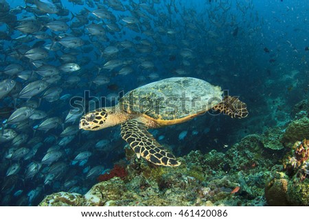 Hawksbill Sea Turtle, fish school and coral reef