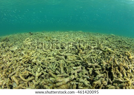 Dead coral reef killed by global warming, climate change, pollution