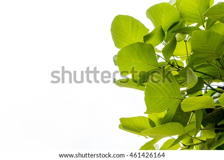 Green leaves on white cloud background maybe use as foreground