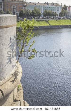 The photo was taken from the bridge of the river Volga in the summer. One can see a fragment of the bridge. The main object is a tree growing out of the stone bridge / Tree Growing out of the Stone.