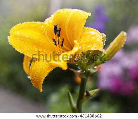 Flowers. Rain. Lily.