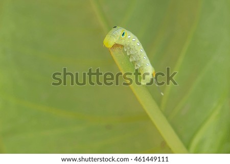 Caterpillar, green worm on green leaf