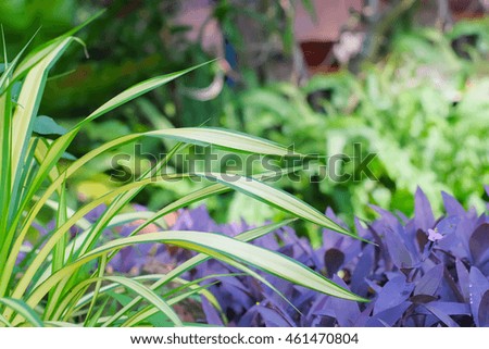 a selective focus picture of yellow leaves in garden landscape