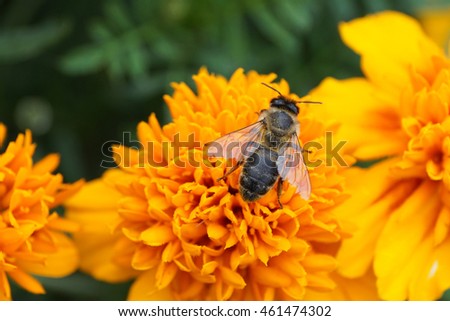 Macro top view of the Caucasian honeybee Apis mellifera and with an open wings among the of petals of orange inflorescences Tagetes                               