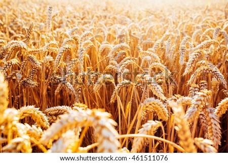 Wheat field. Ears of golden wheat close up. Beautiful Nature Sunset Landscape. Rural Scenery under Shining Sunlight. Background of ripening ears of meadow wheat field. Rich harvest Concept