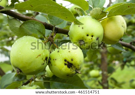 Apples hanging on a tree after the rain