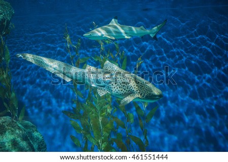 Leopard Shark also known as Zebra Shark swimming in the deep sea.
Underwater nature sea life. Aquarium. Sealife wallpaper. Travel inspiration. Postcard concept. 

