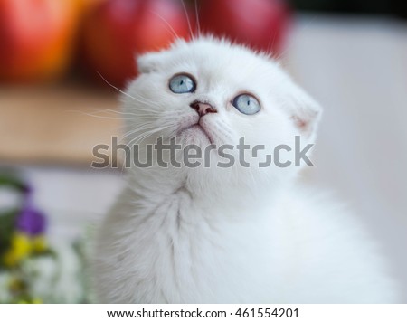 White Scottish kitten. Cat