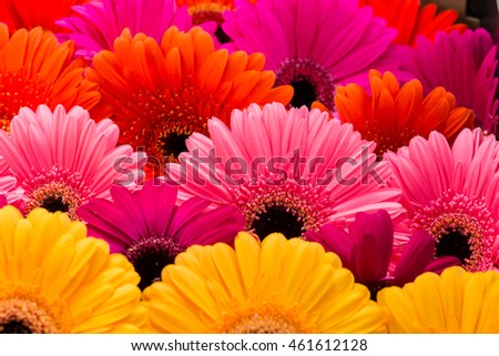 Abstract background of gerbera. Close-up, selective focus