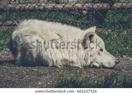 White wolf taking a nap on the ground