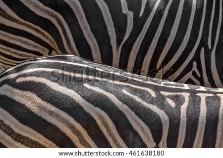 zebra skin.