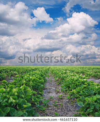 Landscapes, strawberry field against the cloudy sky