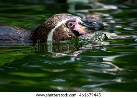 Humboldt penguin (Spheniscus humboldti) detail how the penguin swims in water
