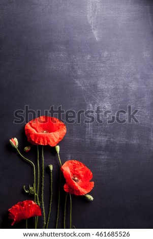Red poppies on old, scratched blackboard background