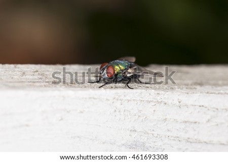 colored fly sitting on a piece of wood