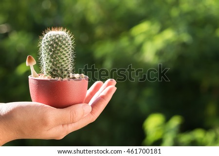 cactus on hand , evening sunlight
