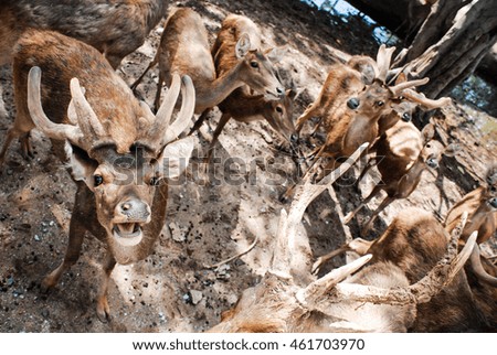 Antelope herds is standing in shady under tree.