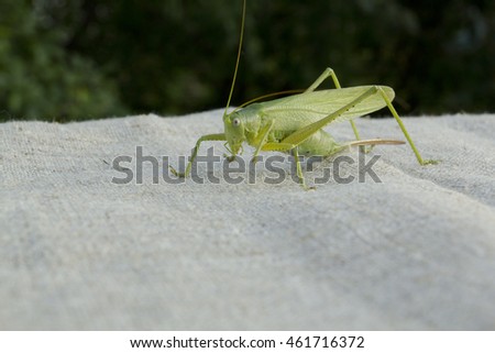 Green grasshopper on a burlap. Closeup. Side view.

