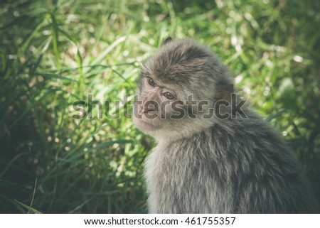 Macaca monkey in green grass in the summertime