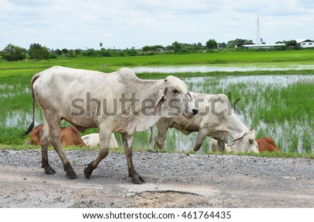 Cows are walking on the road beside rice field