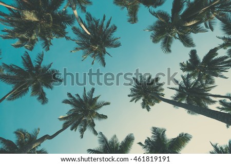 Vintage toned tropical palm trees at summer, view from ground up to the sky