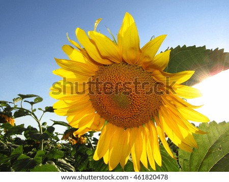 Sunflower yellow flowers in field large