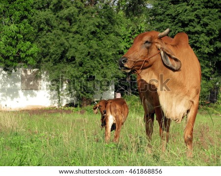cows at summer green field