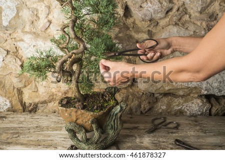 Juniper bonsai tree pruning woman, bonsai tree, scissors and pincers on old wooden table Royalty-Free Stock Photo #461878327