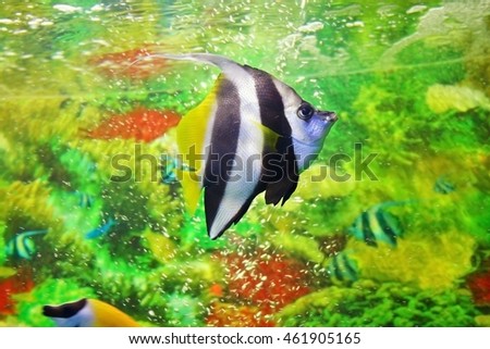 Pennant coralfish, latin name - Heniochus acuminatus. Striped marine butterflyfish with black and white vertical lines and yellow tail and fins. Sea saltwater aquarium. Shallow depth of field