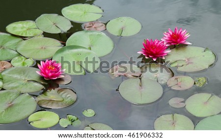 Pink Lotus on the pond.