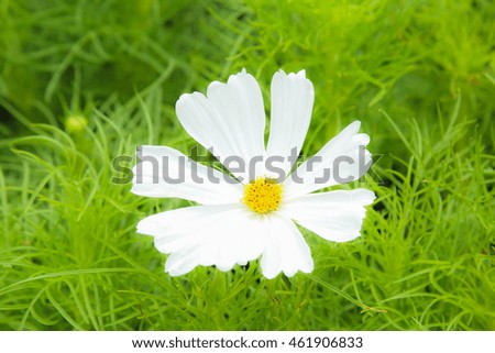 White cosmos flower blossom in grass.