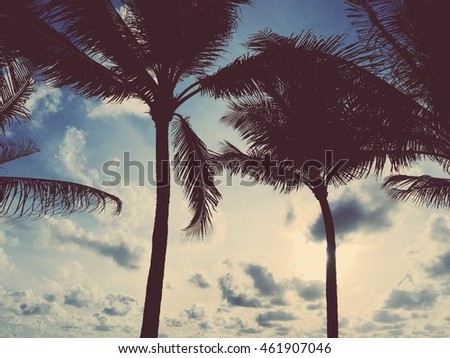Tropical palm tree with sun light on sky background. Summer vacation and nature travel concept. Vintage tone filter color style.