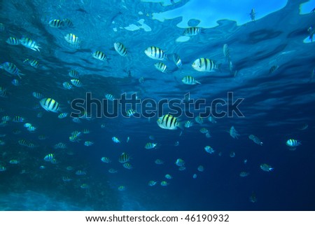 Sergeant Major Fishes
