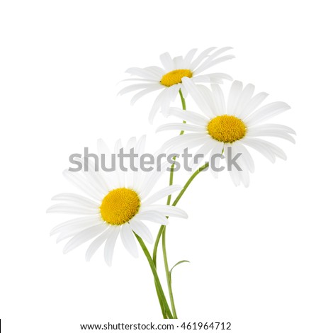 Three flowers of chamomile isolated on a white background